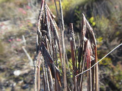 Schoenus cuspidatus