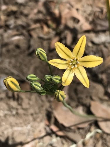 iNaturalist observation photo of golden brodiaea