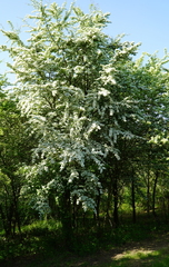 Crataegus monogyna