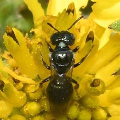 Ceratina strenua