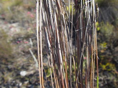 Schoenus cuspidatus