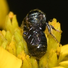 Ceratina strenua