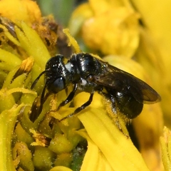Ceratina strenua