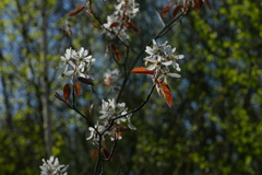 Amelanchier × lamarckii