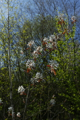 Amelanchier × lamarckii