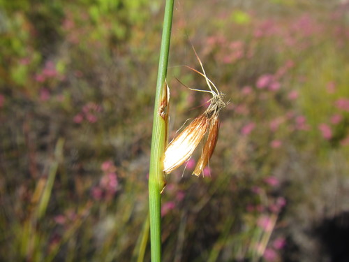 Image of Chrysitrix dodii by (c) douglaseustonbrown, some rights reserved (CC BY-SA)