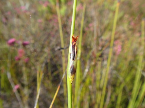 Dodds Goldrush (Chrysitrix dodii)