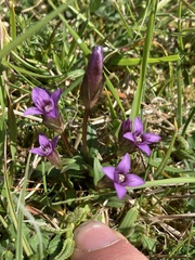Gentianella anglica