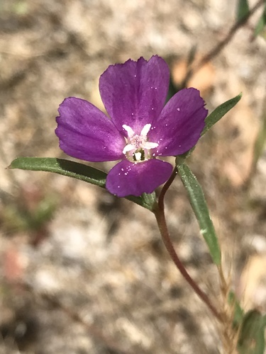 iNaturalist observation photo of Winecup Clarkia