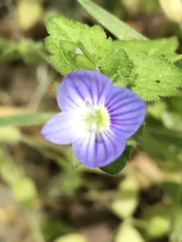 iNaturalist observation photo of bird's-eye speedwell