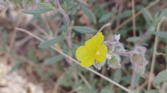 Helianthemum stipulatum
