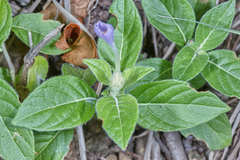 Ruellia hookeriana