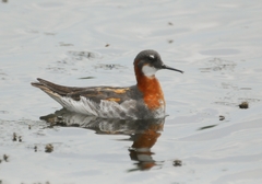 Red-Necked Phalarope photo 4