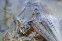 Sminthurides aquaticus