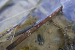 Sminthurides aquaticus