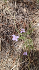 Erucaria hispanica