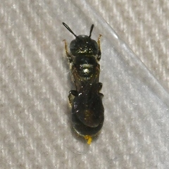 Ceratina strenua