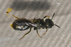 Ceratina strenua