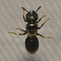 Ceratina strenua