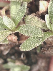 Draba lonchocarpa