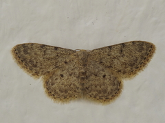Idaea urcitana