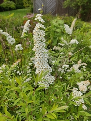 Spiraea cantoniensis