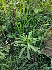 Chamaenerion angustifolium