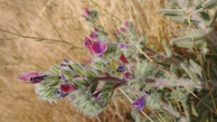Echium angustifolium