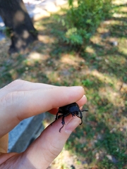 Lucanus cervus