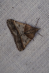 Dichromodes orthotis