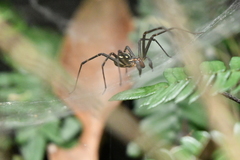 Corasoides australis