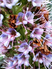 Echium virescens image