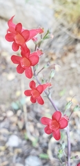 Penstemon alamosensis