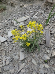 Erysimum canum