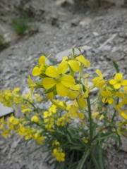 Erysimum canum