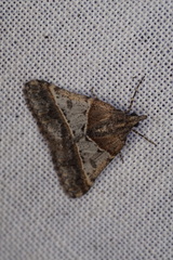 Dichromodes orthotis