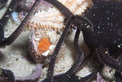 Thyone aurea