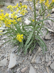 Erysimum canum