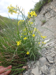 Erysimum canum