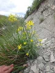 Erysimum canum