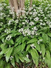 Allium ursinum