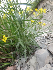 Erysimum canum