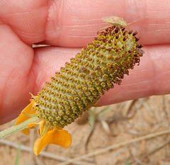 Harmostes reflexulus