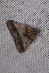 Dichromodes orthotis