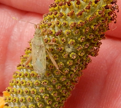 Harmostes reflexulus