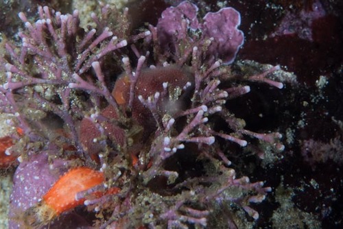 Finefork Coralline (Jania pedunculata)