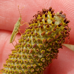 Harmostes reflexulus