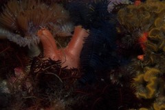 Ascidia incrassata