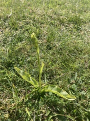 Platanthera chlorantha