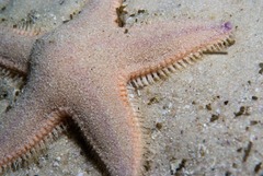Astropecten irregularis pontoporeus